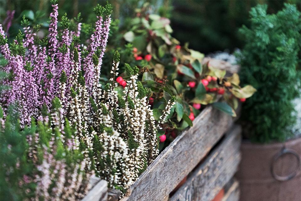 Close up of winter shrubs in containers, with purple heather and an evergreen with red berries.