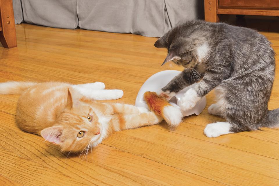 Ginger and tabby cats playing with Fox Den toy.
