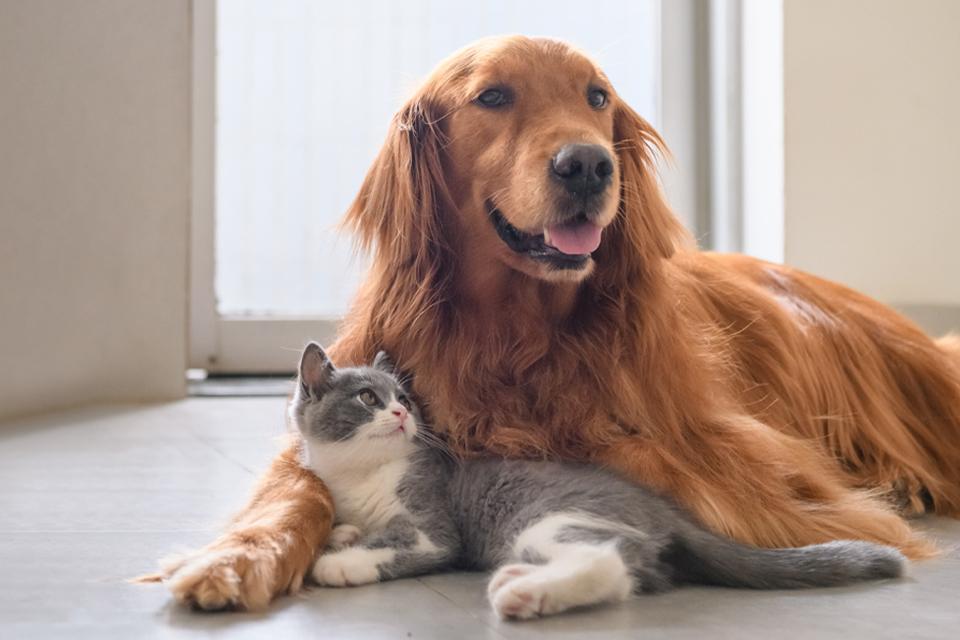 Grey and white kitten cuddling with golden retriever.