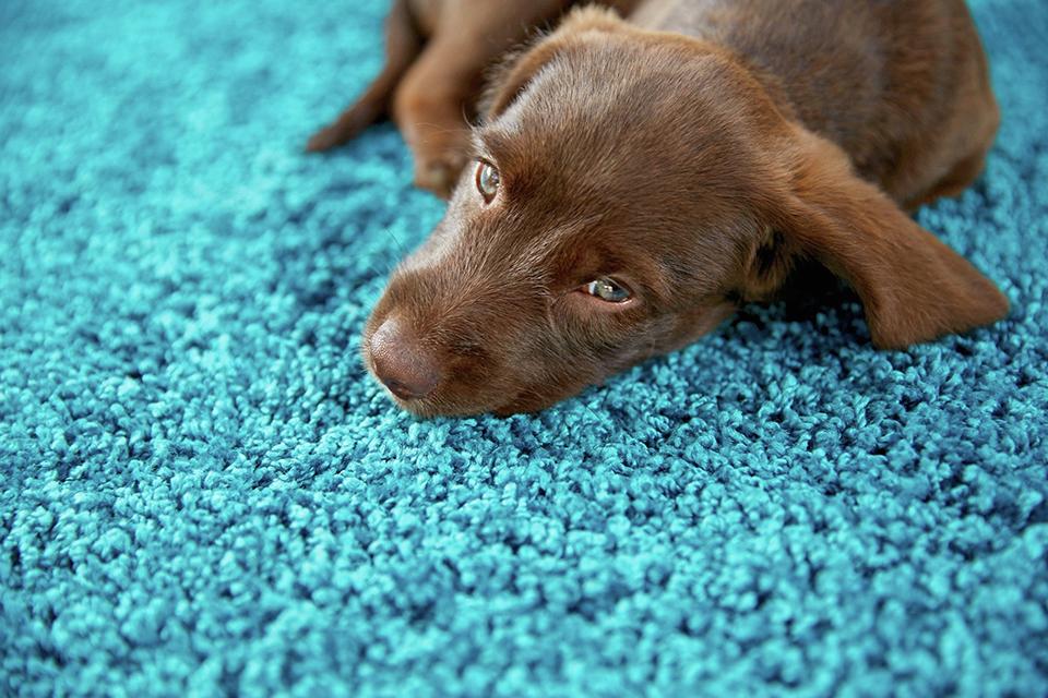 A small grey rug on the floor in a hallway.