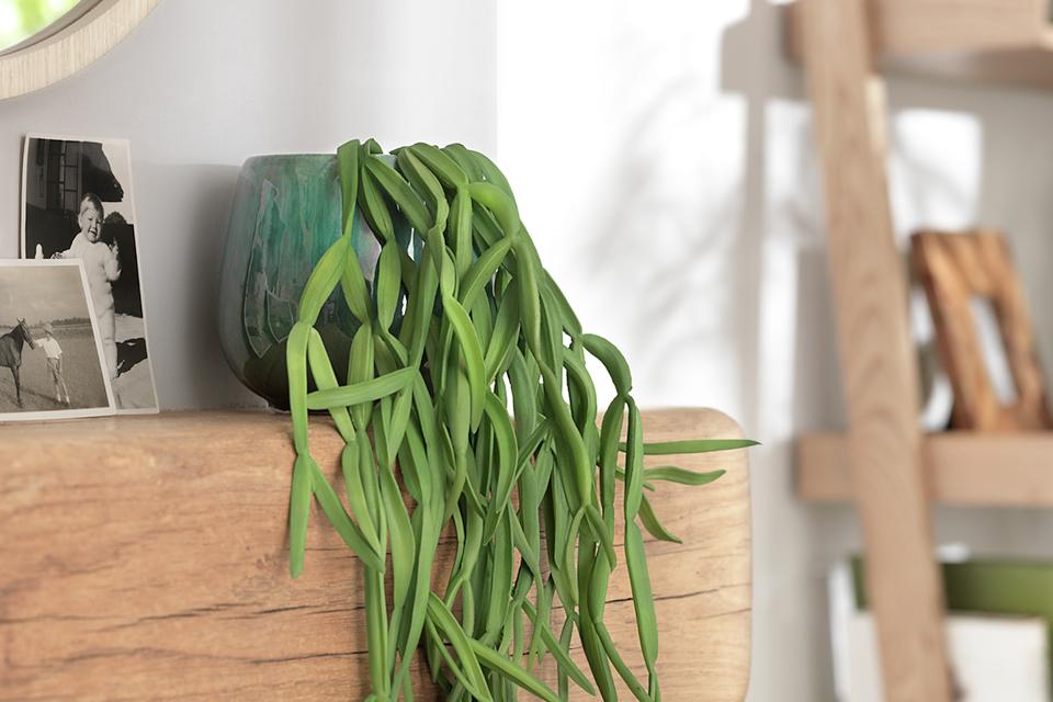 A trailing plant in a green reactive glaze pot on a wooden shelf.