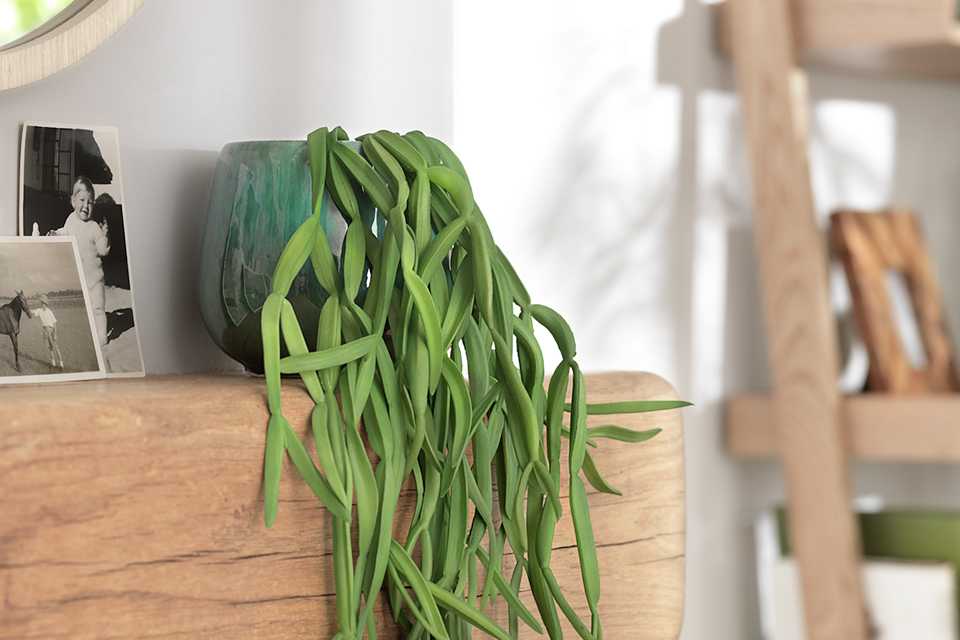 A trailing plant in a green reactive glaze pot on a wooden shelf.