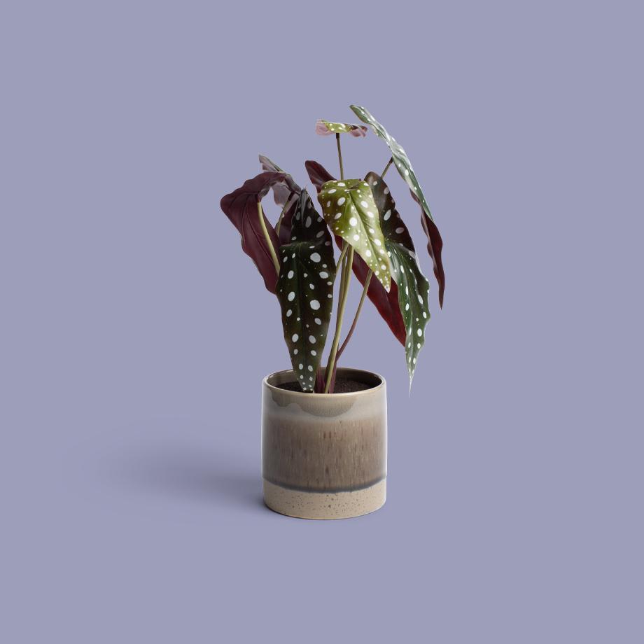 A leafy, spotted artificial plant in a reactive glaze pot.