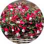 Bedding plants.