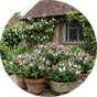 Perennials.