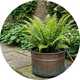 Accelopack Wood Fern Green Perennial Plant - Pack of 3.
