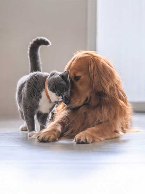 New to pet ownership? Check out our pet insurance - cover for when they unexpectedly need treatment. Provided by Pinnacle Insurance Limited.