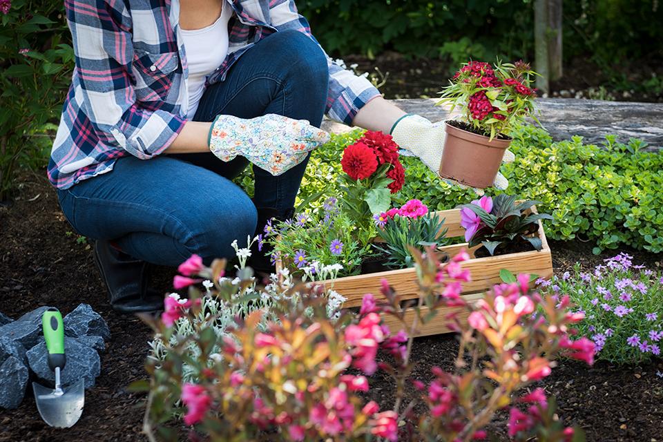 Women sorting potted plants in a garden.