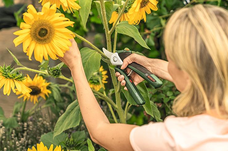 Pruning tips.