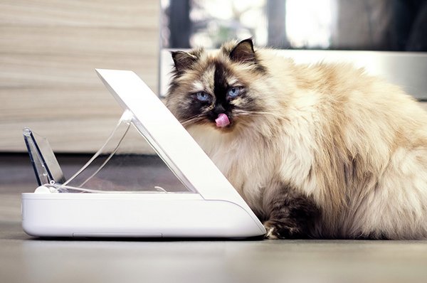 image of a cat using SureFeed Connected Pet Feeder