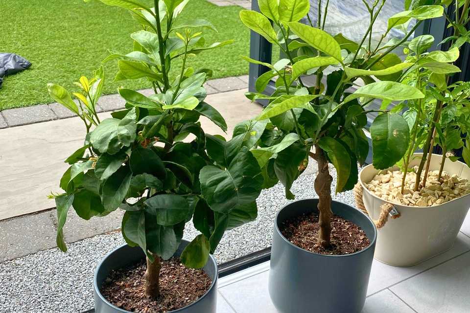 : Accelopack Mini Lemon Tree 80cm White Citrus Plant in a house.