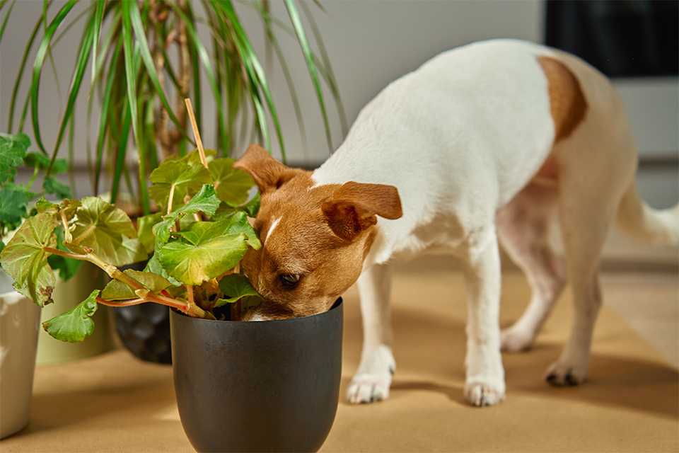A curious Jack Russell Terrier pet dog sniffing a houseplant.