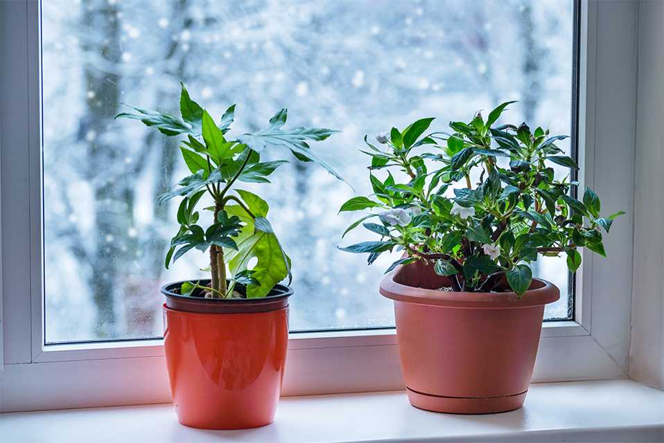 Houseplants on a windowsill during harsh winters.