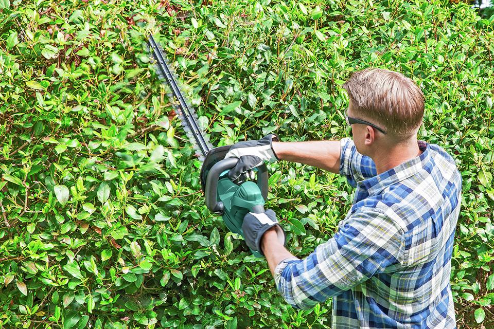 Man using hedge trimmer to neaten hedge.