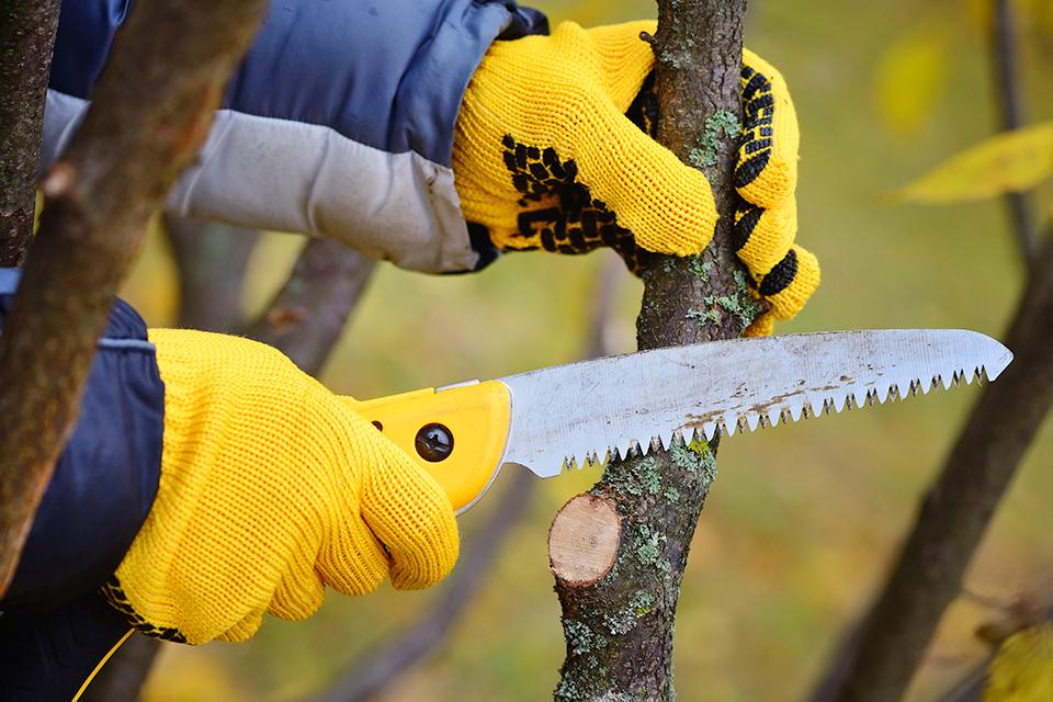 : Man wearing gloves and using hand saw to trim branch.