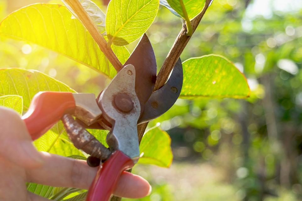 Woman using secateurs to cut branch.