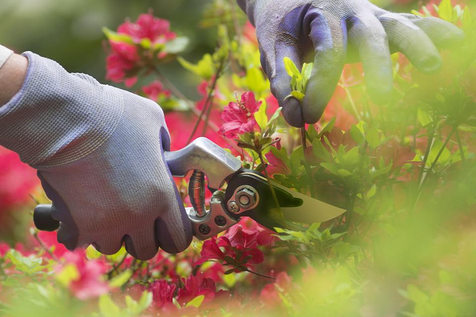 Woman wearing gloves and cutting plant with secateurs.
