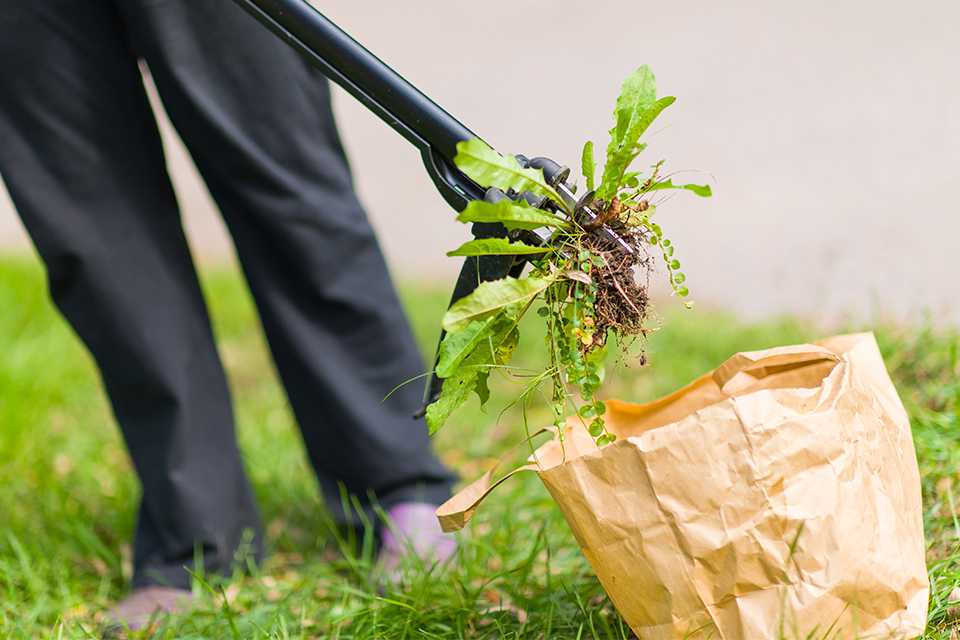 A person weeding a lawn.