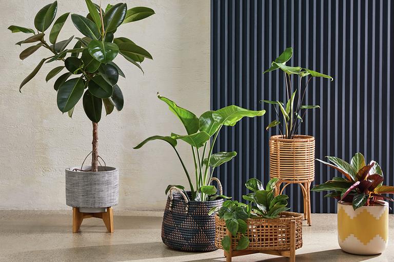 Indoor planters & pots.