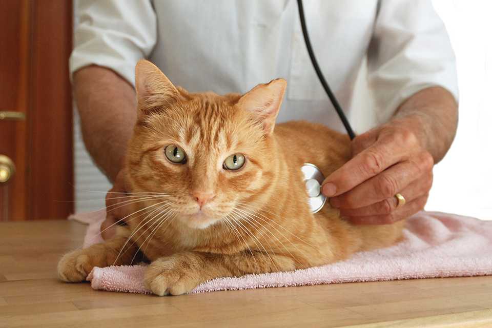 A vet checking a cat's heartbeat.