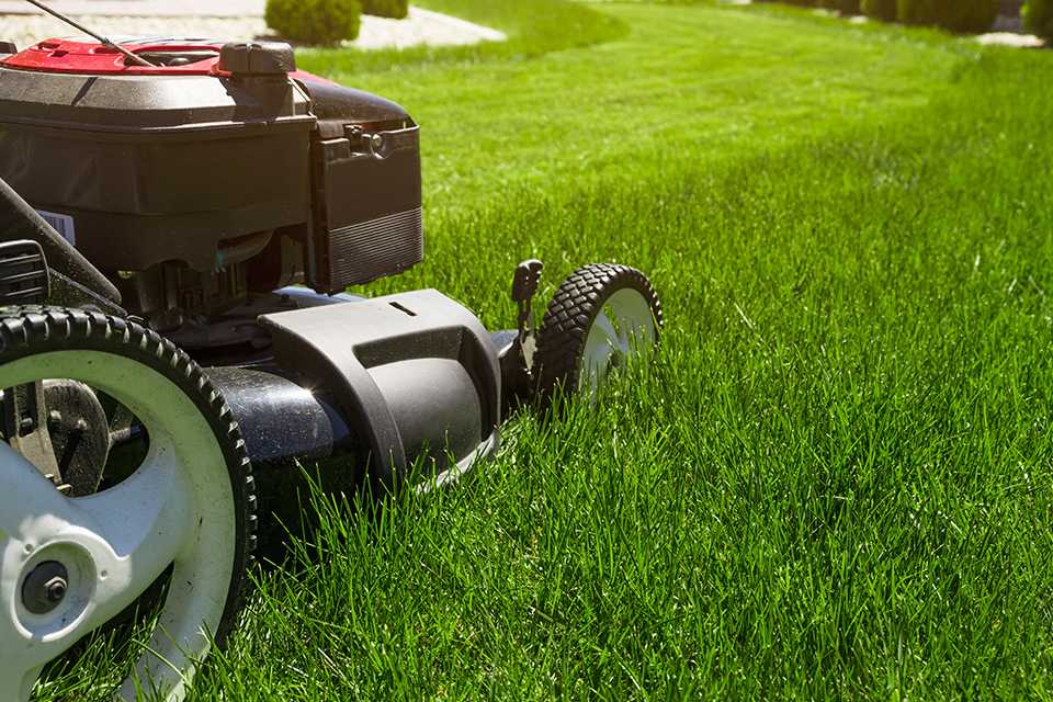 Grass being trimmed on a lawn.
