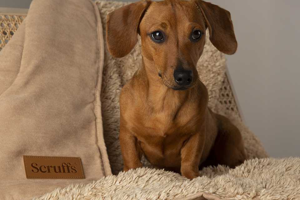 Pitter patter of tiny paws? Everything you need for your puppy.
