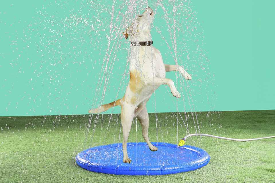 Pet cooling. Hot weather? Keep your pet cool and calm.
