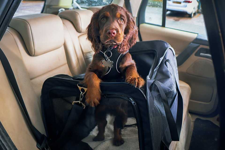 A Streetwize deluxe collapsible pet car kennel in black colour.