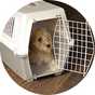 Rosewood plastic pet carrier with cushion in medium size.