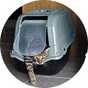 A cat sitting in a Rosewood hooded ice blue cat litter tray.