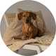 A dog sitting on a sofa with a Scruffs snuggle blanket- desert in sand.