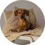 A dog sitting on a sofa with a Scruffs snuggle blanket- desert in sand.