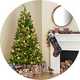 Christmas trees.