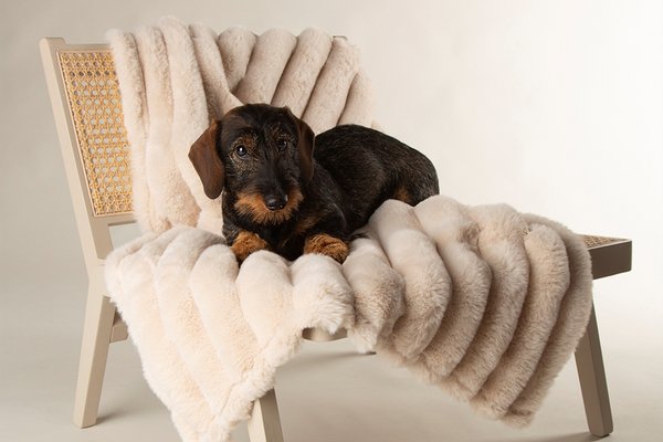 Save up to 1/3 on selected pet lines. Everything they need for a cosy return to routine.