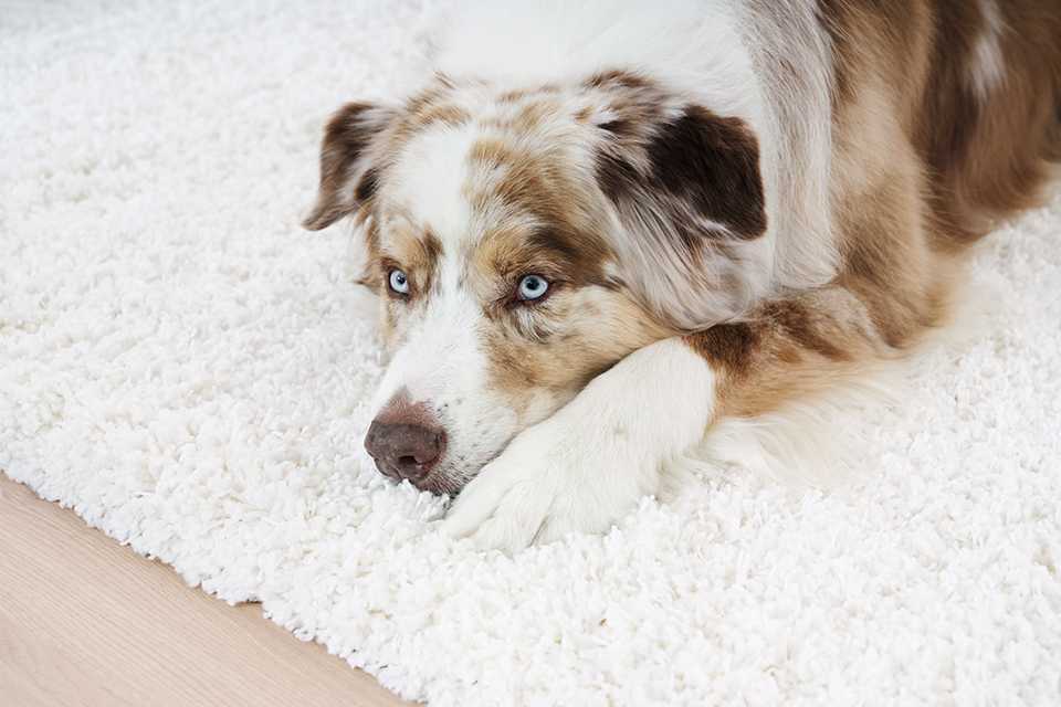 A dog with blue eyes resting on a white rug.