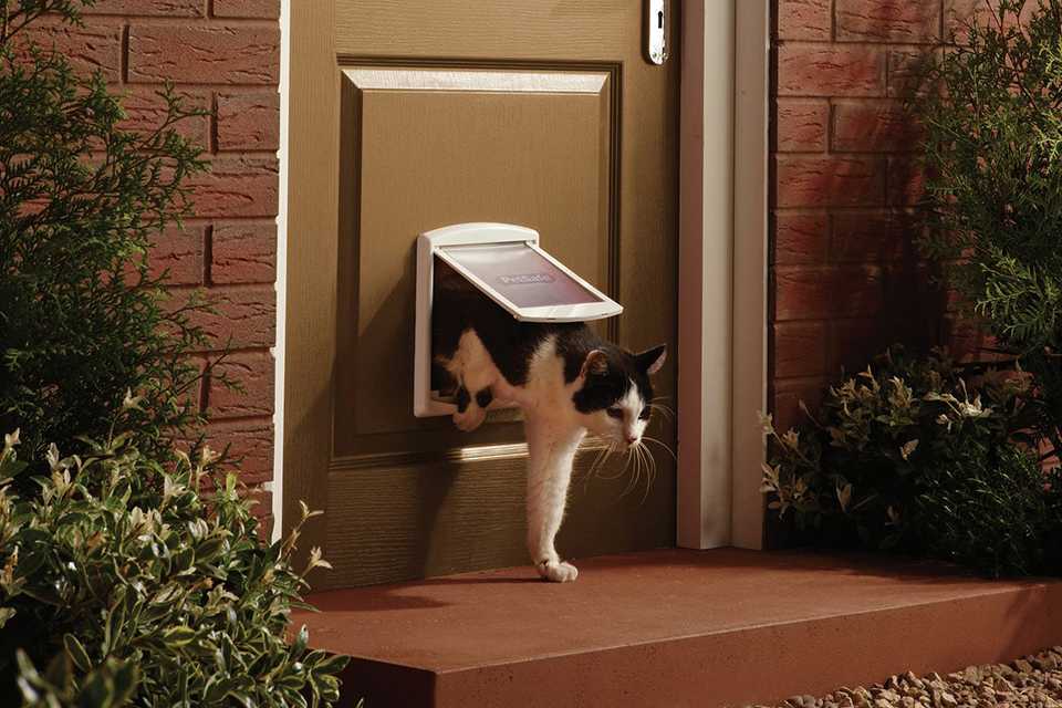 Pet essentials. For £15 and under.