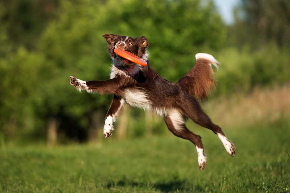 A brown and white dog leaping through a grassy field while catching an orange frisbee.