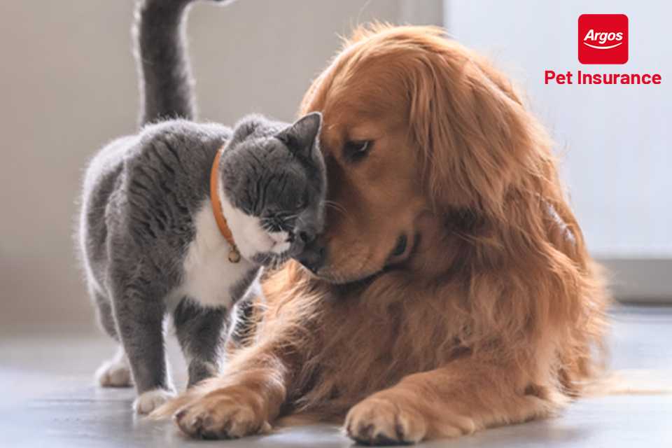 New to pet ownership? Cover for when they unexpectedly need treatment. Provided by Pinnacle Insurance Limited.