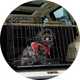 Dog crates & cages.