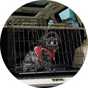 Dog crates & cages.