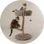 Cat scratchers.