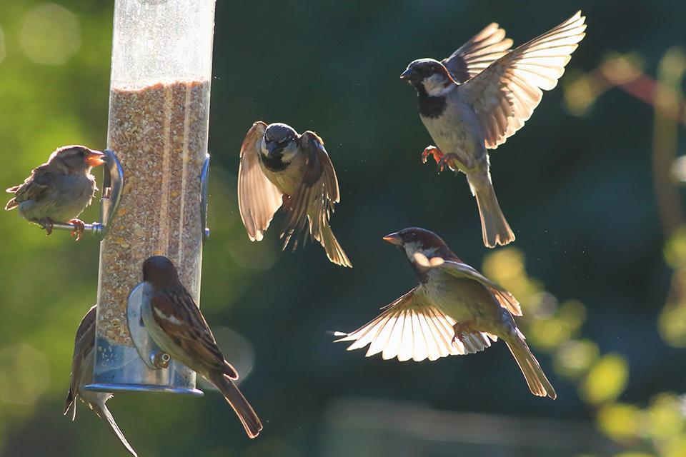 Birds flying around and sitting on a hanging bird feeder.