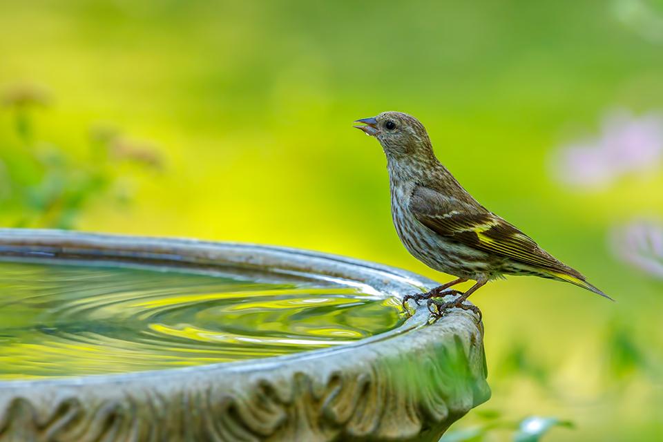 Small bird stood on edge of a bird bath.