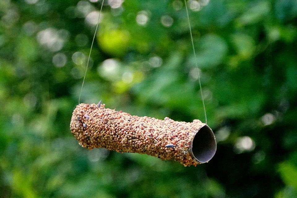 A bird feeder made from a loo roll tube, hanging from a tree.