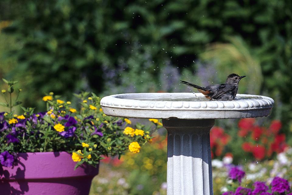 A bird in a bird bath.