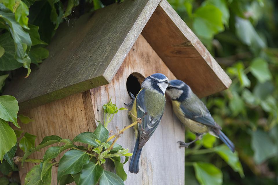 Two small birds going into a wooden bird box.