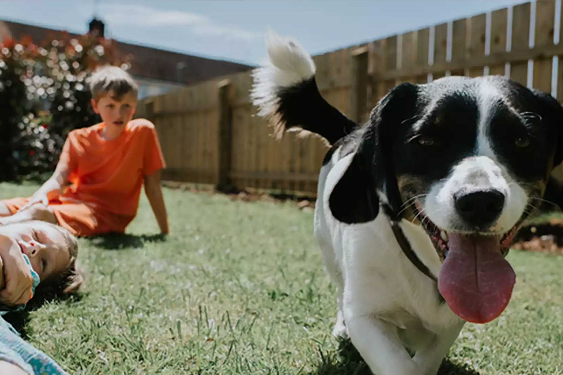 Children and a dog playing in a garden.