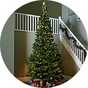 8ft-plus trees.