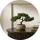 Argos Home Artificial Bonsai Tree in Ceramic Glaze Pot.