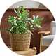 A Habitat natural Large Scallop Rattan Planter.